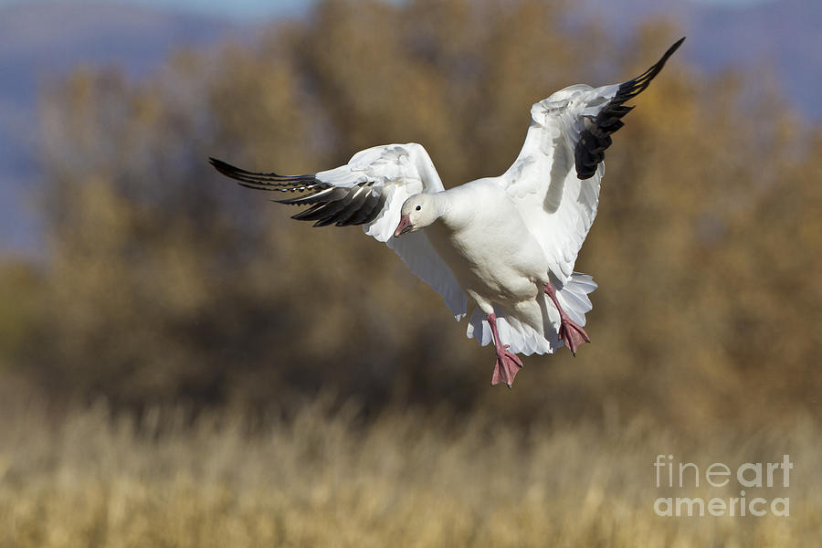 Incoming Snow goose Photograph by Bryan Keil
