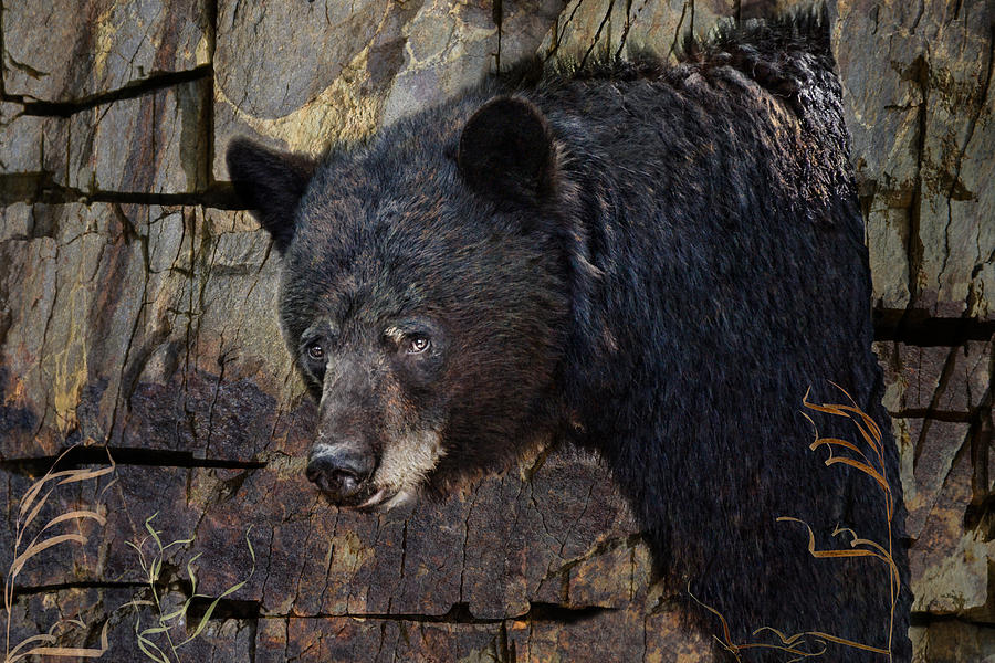 Wildlife Photograph - Inconspicuous Bear by Ed Hall