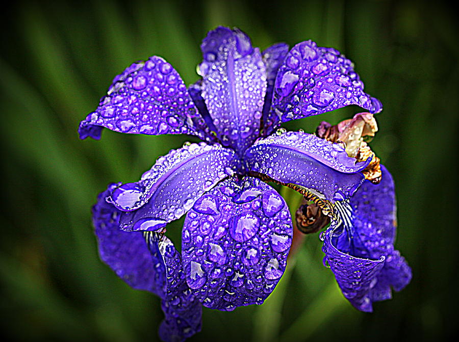 Incredible Iris Photograph by Suzanne DeGeorge