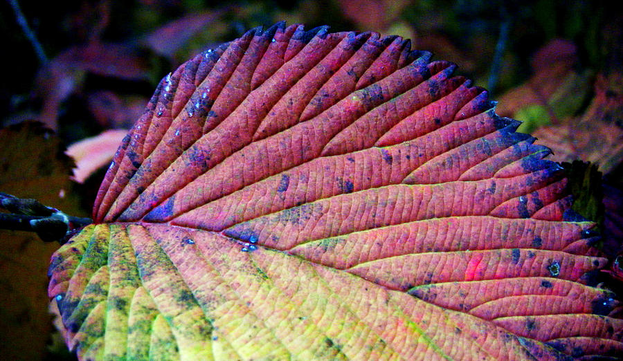 Incredible Velvet Textured Leaf Photograph by Cynthia McCullough - Fine