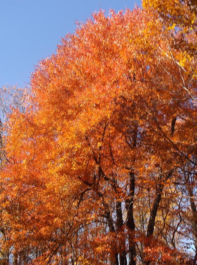 Incredibly Orange Autumn Tree Photograph by Sylvia Herrington - Fine ...