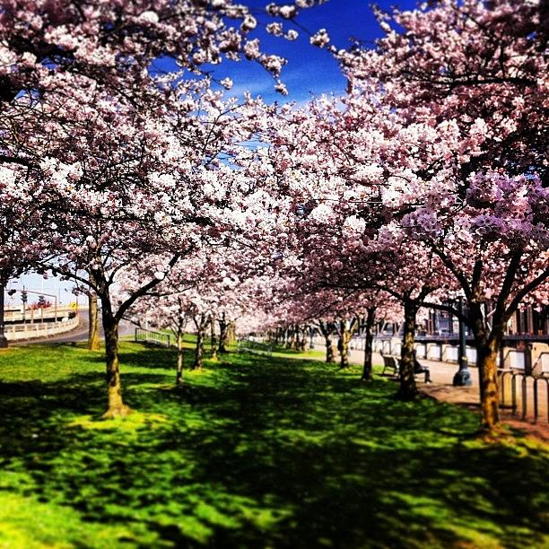 Portland Photograph - Incredibly Pretty Cherry Blossoms At by Mike Warner