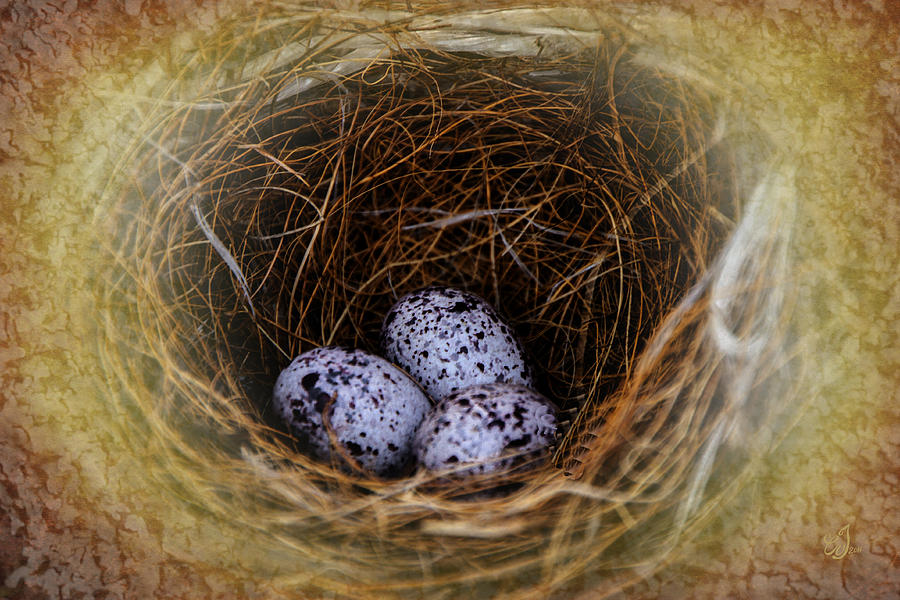 Eggs Photograph - Incubation by Music of the Heart Eggs Photograph - Incubation by Music of the Heart