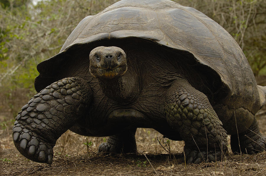 Indefatigable Island Tortoise Galapagos Photograph by Pete Oxford