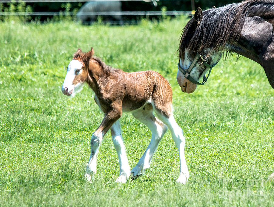 Independant Foal Photograph by Cheryl Baxter