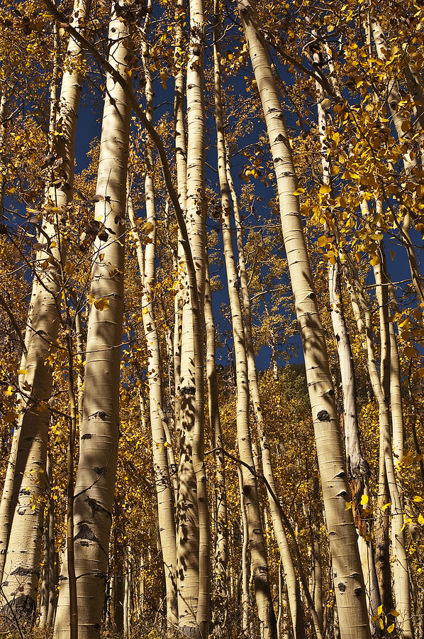 Independence Pass Aspen Photograph by Lee Kirchhevel
