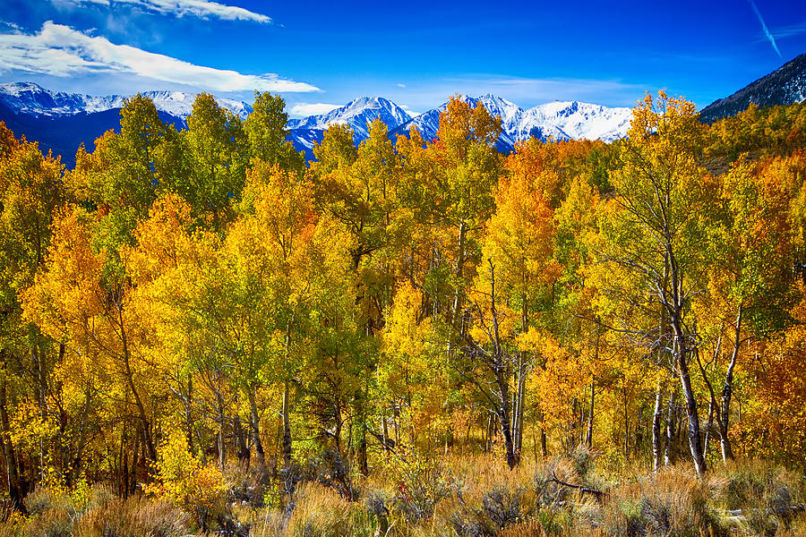 Tree Photograph - Independence Pass Autumn Colors by James BO Insogna