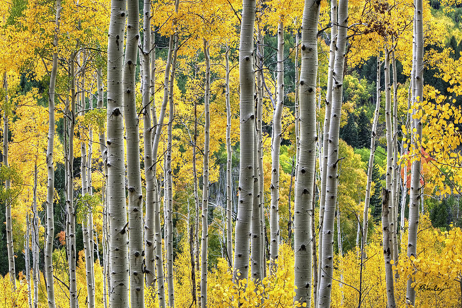 Independence Pass - www.barrybaileyphotography.com Photograph by Barry ...