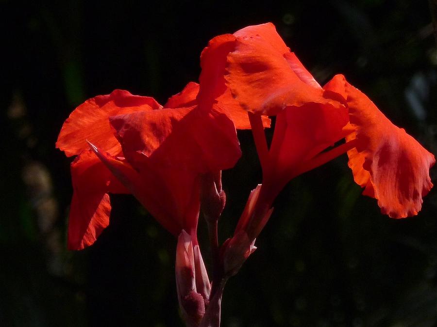India Canna by Kerry Jean Pennings India Canna by Kerry Jean Pennings