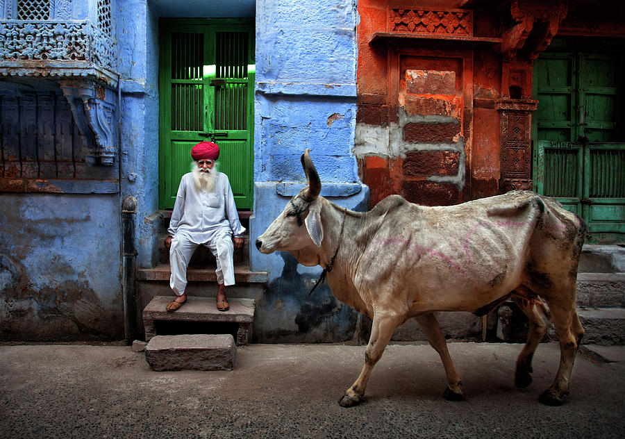 Cow Photograph - India by Fadhel Almutaghawi