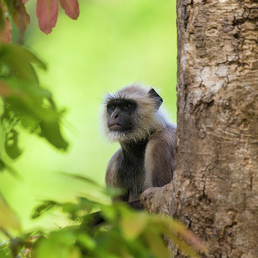 India Grey Langur, Hanuman Langur Photograph by Ralph H. Bendjebar ...