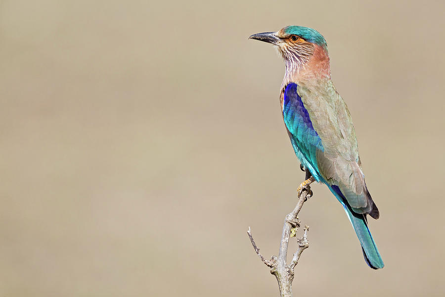 India, Madhya Pradesh, Bird Perching On Photograph by Westend61