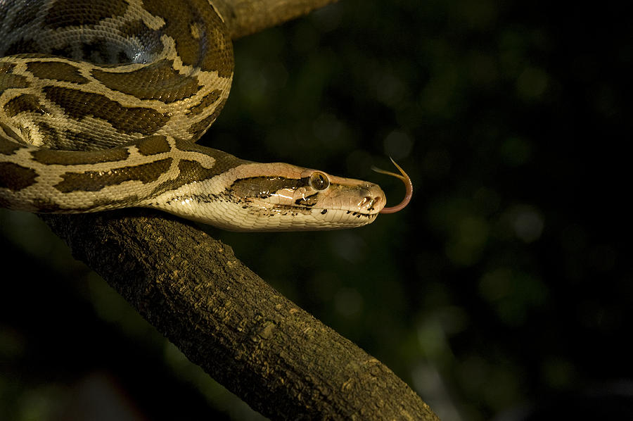 India Rock Python Photograph by Rithwik photography
