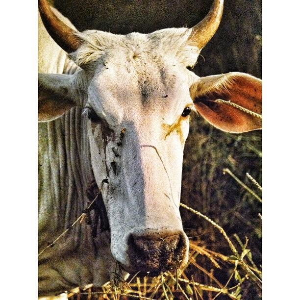 Portrait Photograph - #india#cow#portrait#porusski by Helen Vitkalova