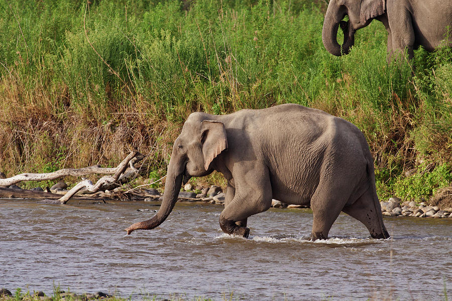 Indian Asian Elephant, Crossing Photograph by Jagdeep Rajput - Fine Art ...