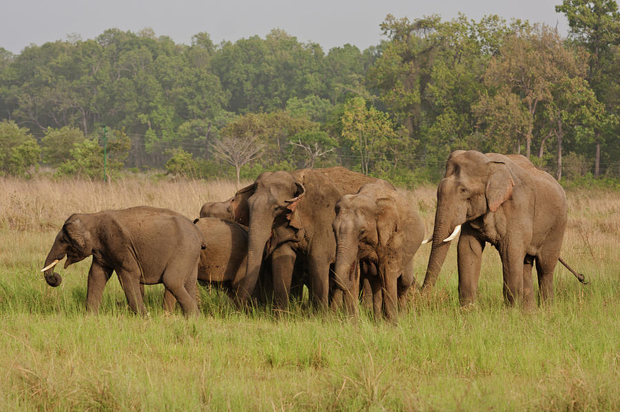 Jungle Photograph - Indian Asian Elephant, Herd by Jagdeep Rajput