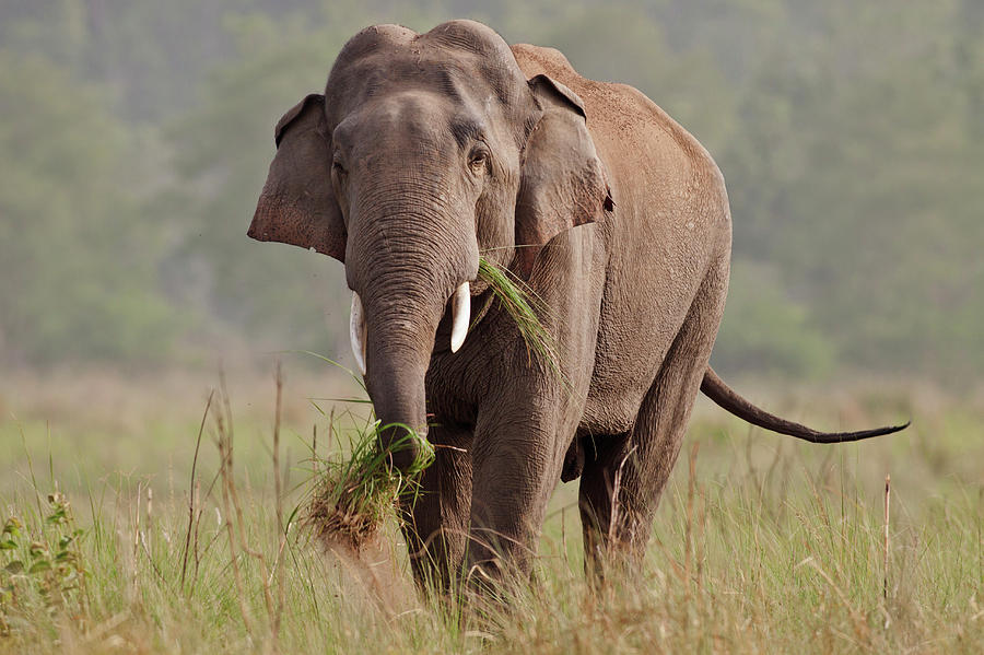 Indian Asian Elephant, Tusker, Feeding Photograph by Jagdeep Rajput