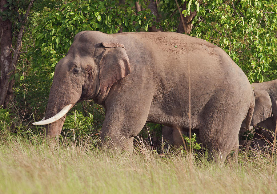 Indian Asian Elephant (tusker Photograph by Jagdeep Rajput - Pixels