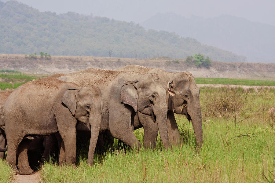 Indian Asian Elephants, Corbett Photograph by Jagdeep Rajput - Pixels