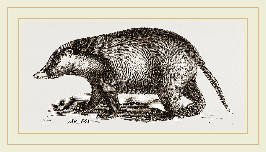 Nature Drawing - Indian Badger by Litz Collection