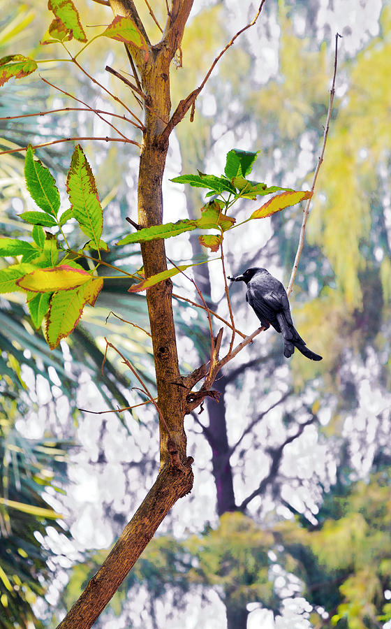 Wildlife Photograph - Indian Black Drongo with juicy Grub by Kantilal Patel