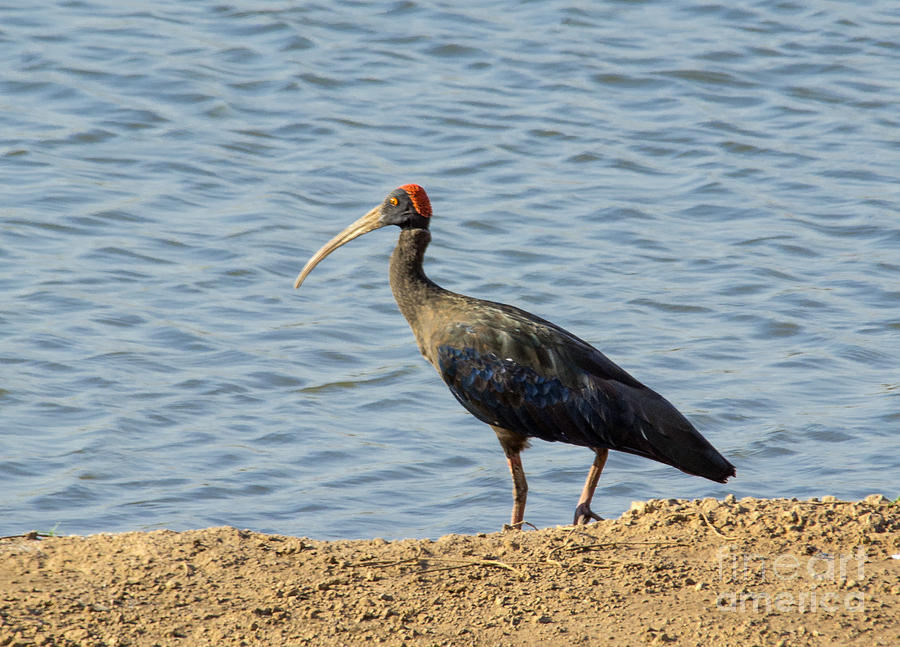 Indian Black Ibis Photograph by Pravine Chester
