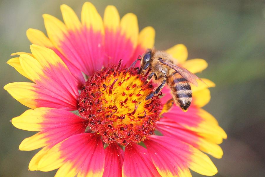 Insects Photograph - Indian Blanket aka Firewheel and Bee by Lorri Crossno