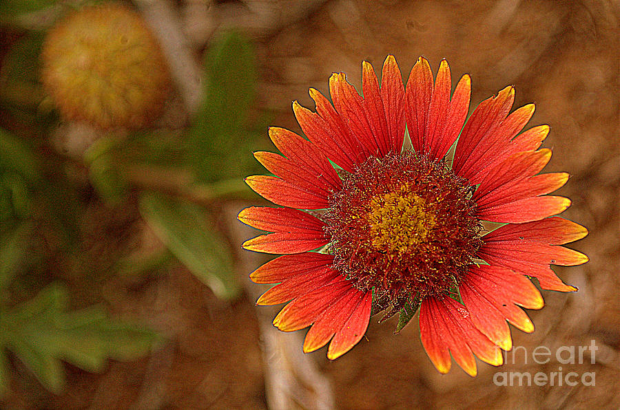 Fall Photograph - Indian Blanket by the Road by Anjanette Douglas