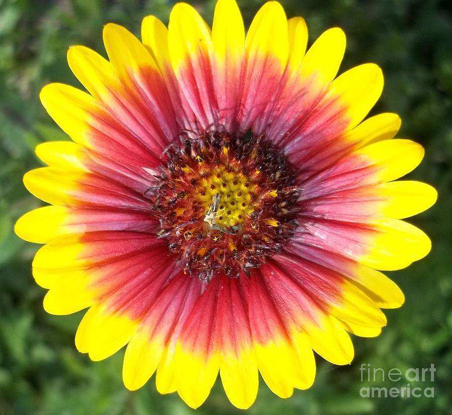 Spring Photograph - Indian Blanket/Firewheel by Don n Leonora Hand