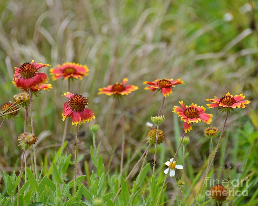 Nature Photograph - Indian Blanket by Carol  Bradley