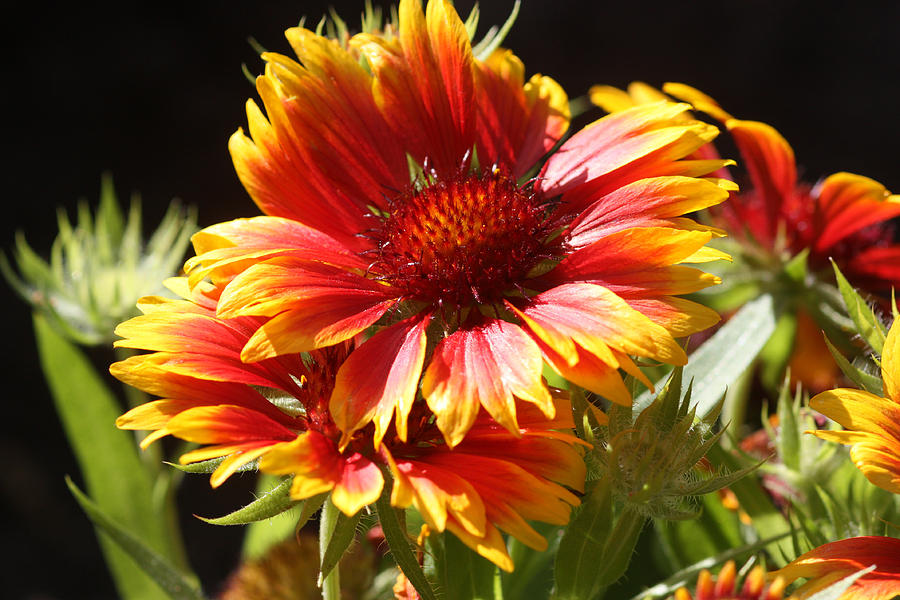 Indian Blanket Flower Photograph by Jeanne White - Pixels