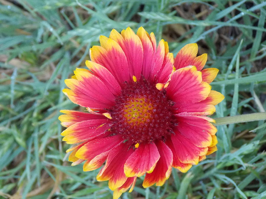 Indian Blanket Flower Photograph by Virginia White