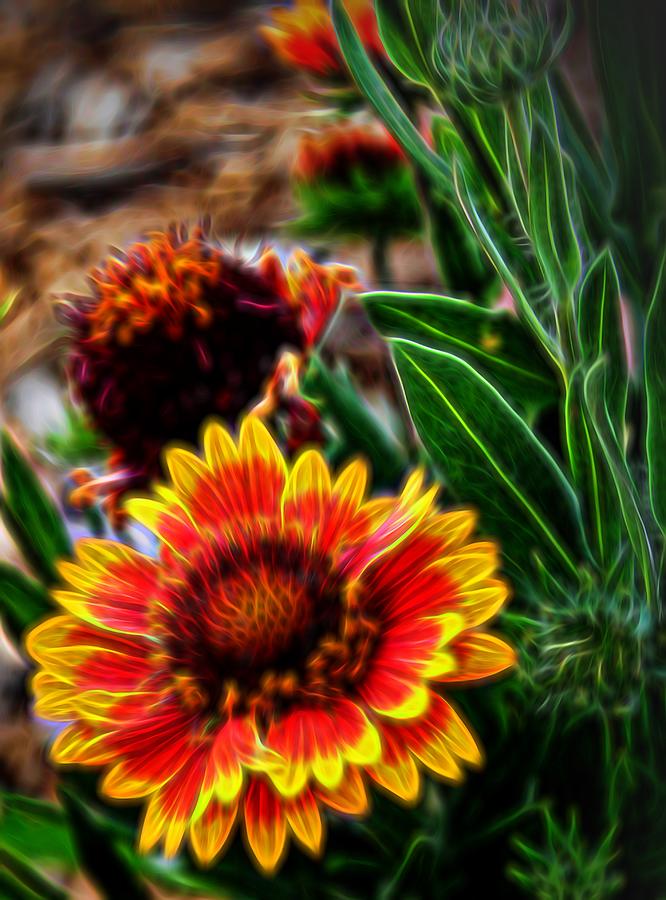 Indian Blanket Glow Photograph by Judy Vincent