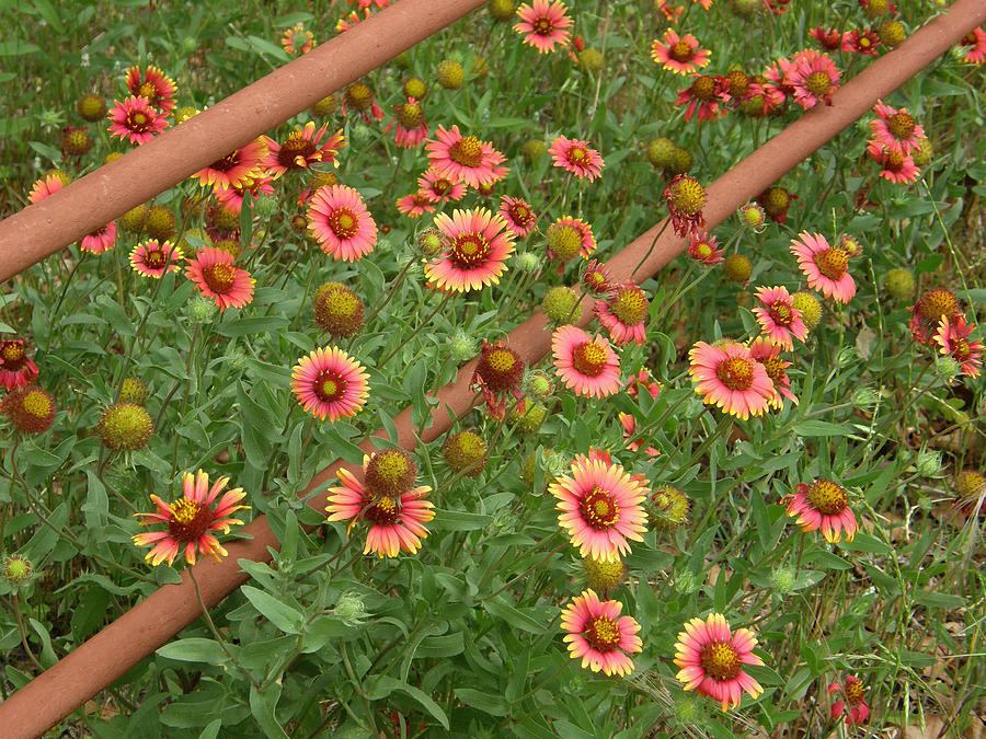 Indian Blanket Photograph by Shannon Story
