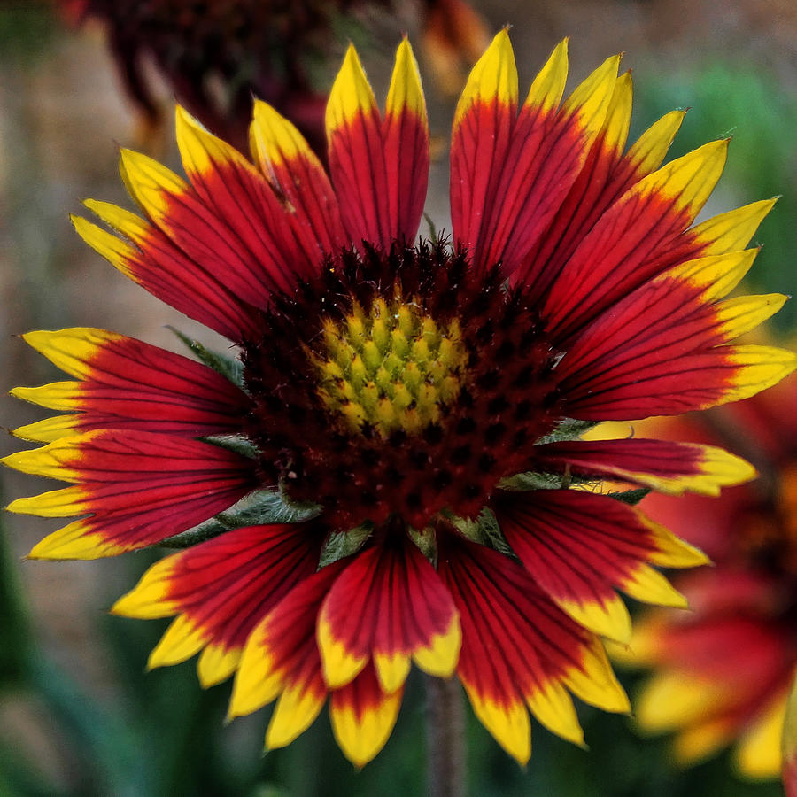 Indian Blanket Square Photograph by Judy Vincent