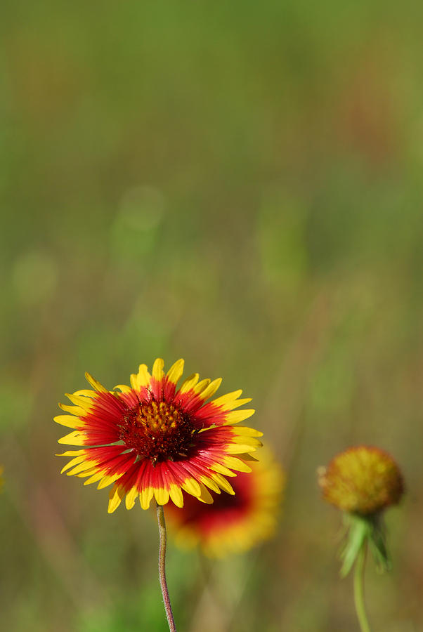 Indian Blanket Photograph by Tracy Smith Indian Blanket Photograph by Tracy Smith