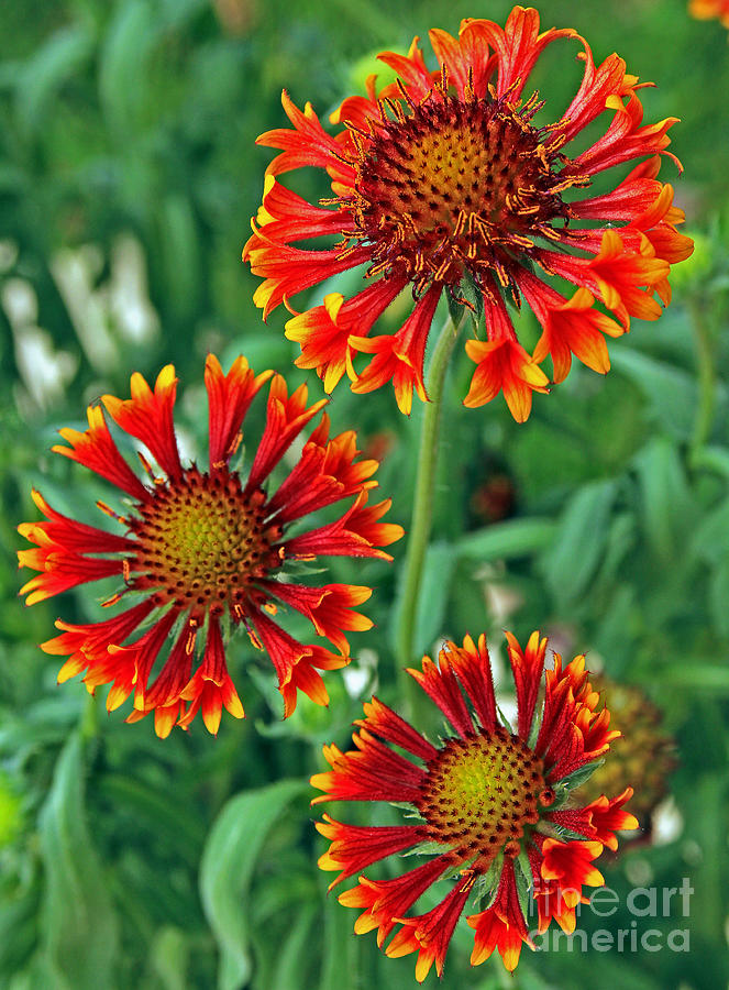 Indian Blanket Trio Photograph by Larry Nieland