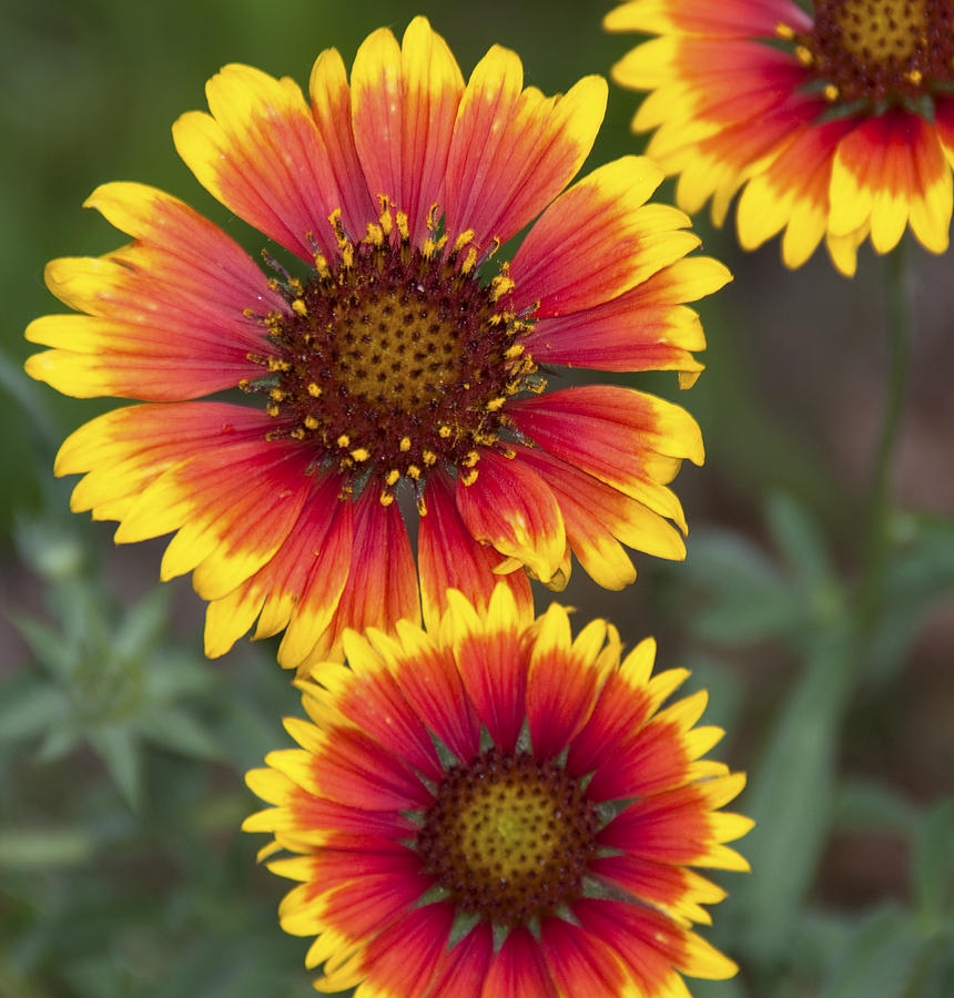 indian blanket wildflower        
        <figure class=