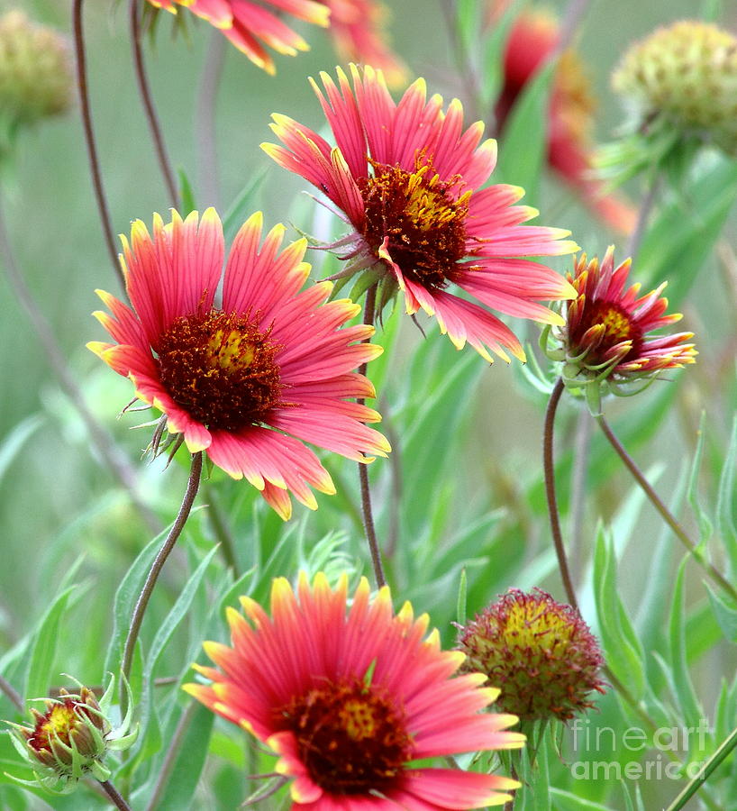 Indian Blanket Wildflowers Photograph by Robert Frederick