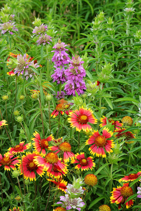 Indian Blankets and Lemon Horsemint Photograph by Lynn Bauer