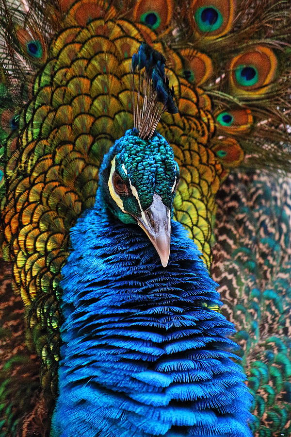 Indian Blue Peafowl Photograph by Ganesh Krishnan - Fine Art America