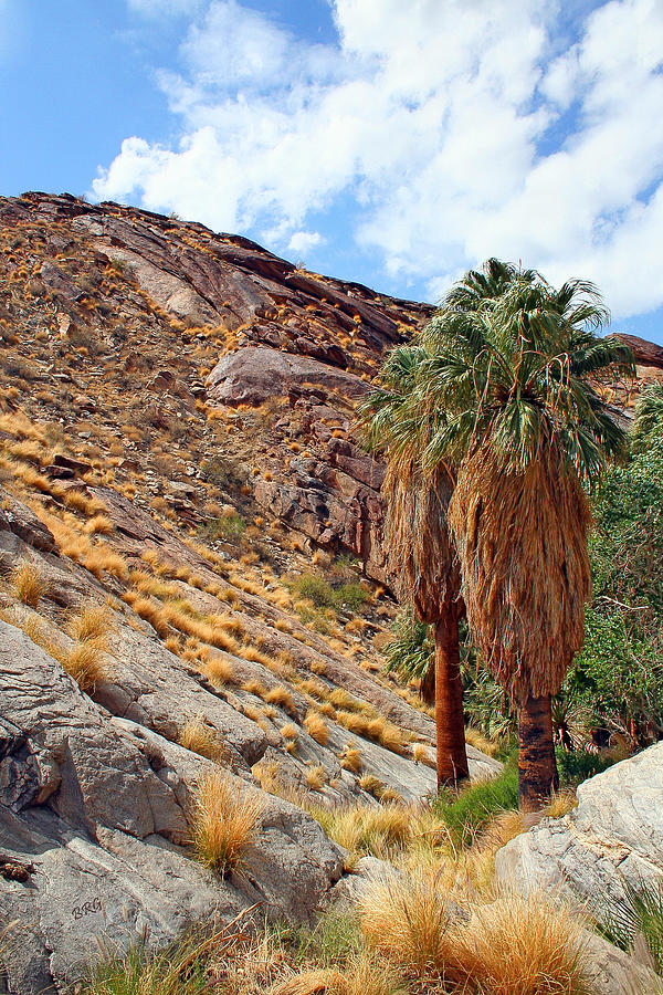 Indian Canyons View With Two Palms Photograph by Ben and Raisa Gertsberg