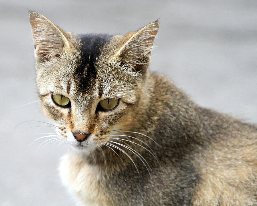 Indian Cat Nikkhiel Paropate 