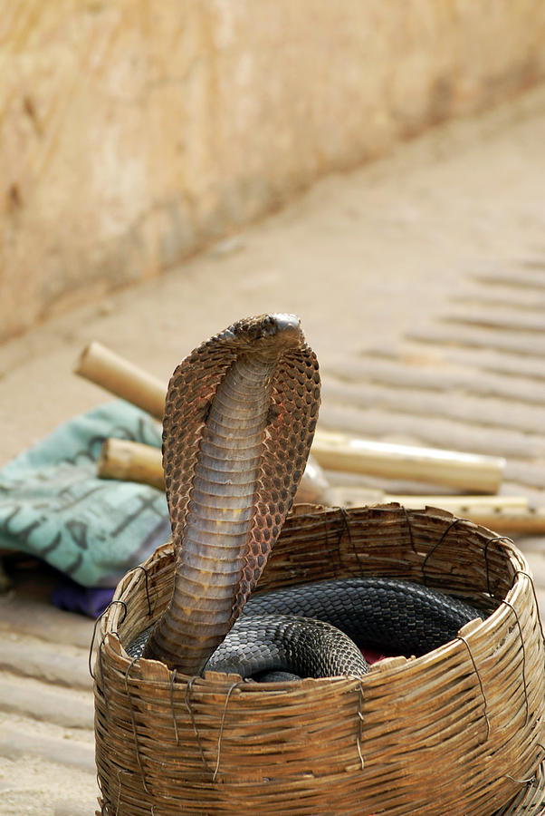 Indian Cobra Photograph by Simon Fraser/science Photo Library