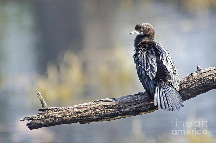 Indian Cormorant Photograph