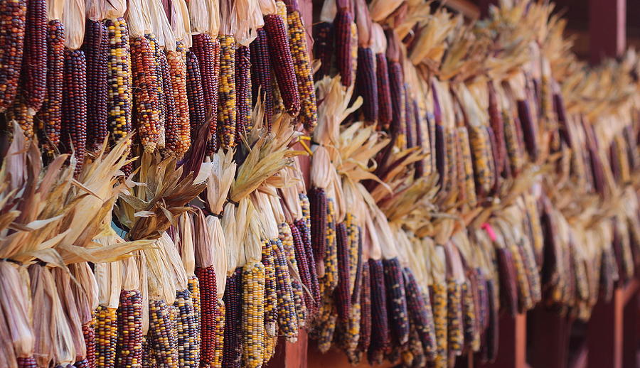 Vegetable Photograph - Indian Corn 2 by Cathy Lindsey