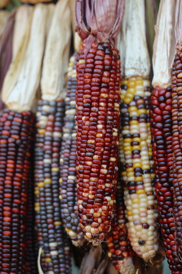 Vegetable Photograph - Indian Corn 3 by Cathy Lindsey