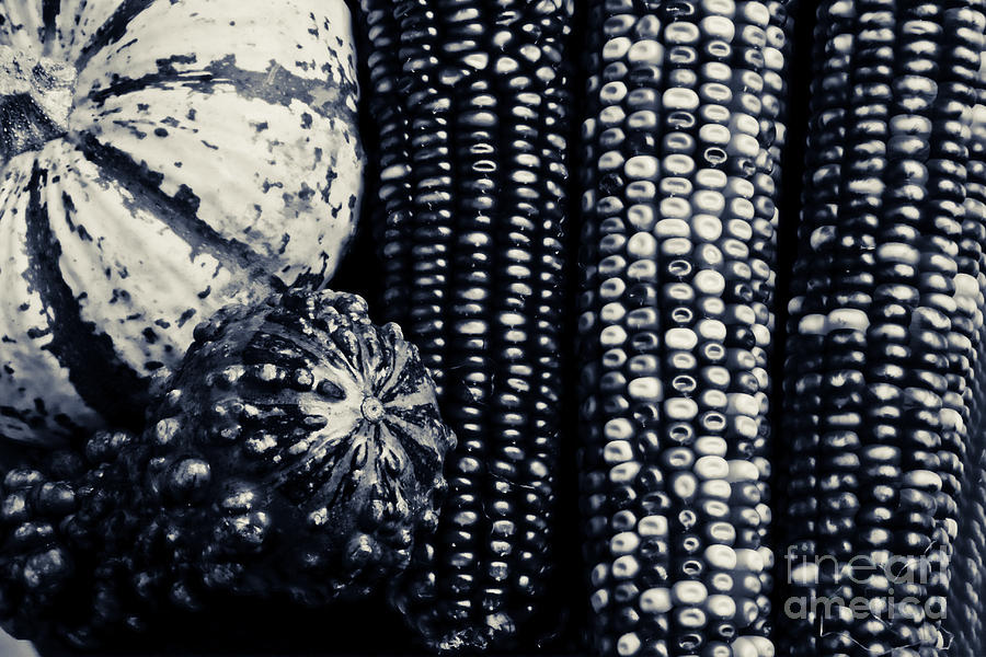 Indian Corn and Squash in Black and White Photograph by James BO Insogna