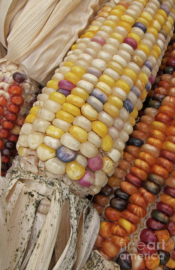 Indian Corn Photograph by Ann Horn
