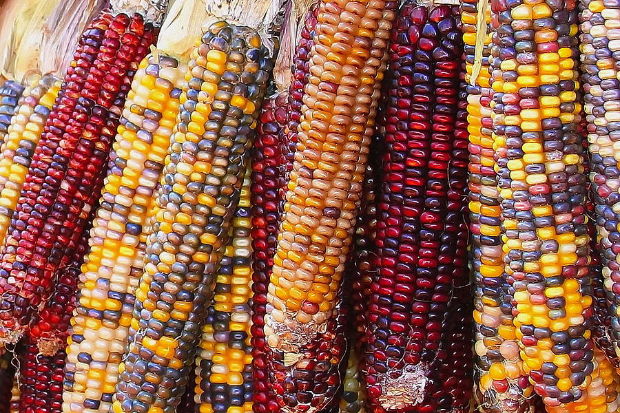 Indian Corn Photograph by Cathy Lindsey - Fine Art America